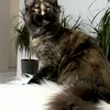 Tais - фото 2