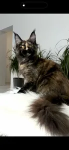 Котенок мейн-кун