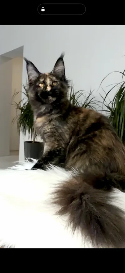 Maine Coon kitten
