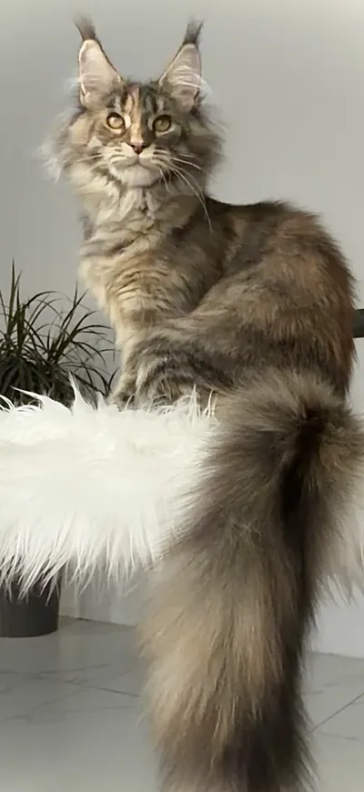 Maine Coon kitten