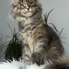 Roxy - photo 1