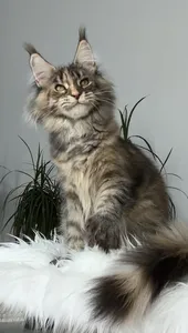 Roxy