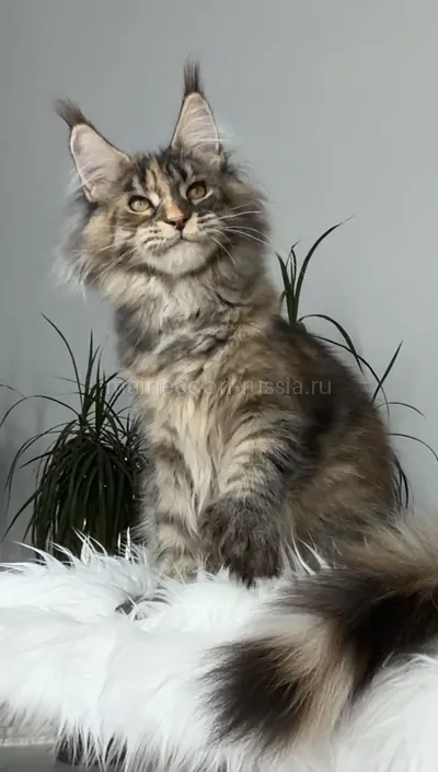 Котенок мейн-кун