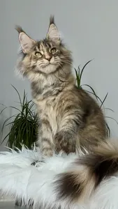 Maine Coon kitten
