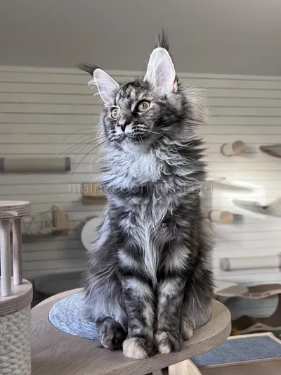 Fortune — Maine Coon kitten, Tortie Silver Classic Tabby MCO fs 22