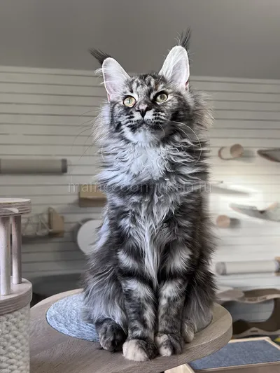 Fortune — Maine Coon kitten, Tortie Silver Classic Tabby MCO fs 22