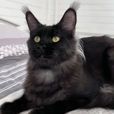 Котенок мейн-кун