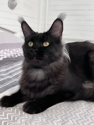 Котенок мейн-кун