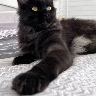 Котенок мейн-кун