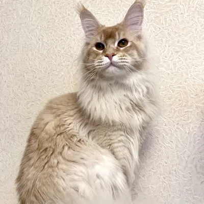 Котенок мейн-кун