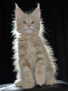 Котенок мейн-кун