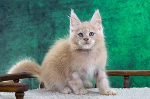 Котенок мейн-кун