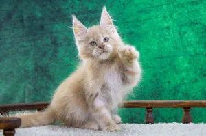 Котенок мейн-кун