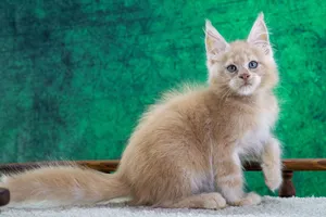 Котенок мейн-кун