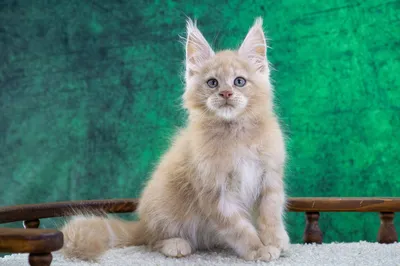 Котенок мейн-кун