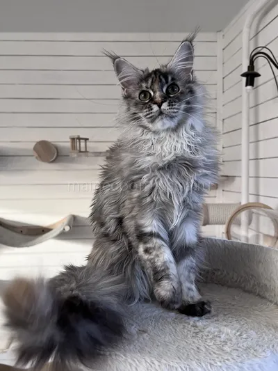 Flora — Maine Coon kitten, Tortie Silver Classic Tabby MCO fs 22