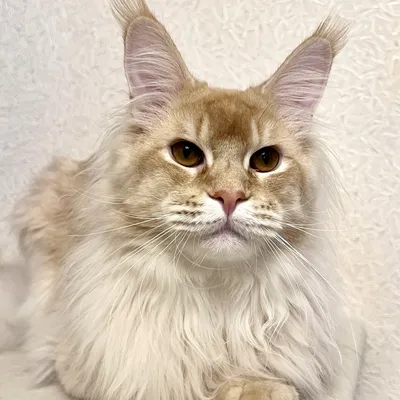 Котенок мейн-кун