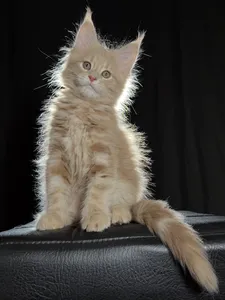 Котенок мейн-кун