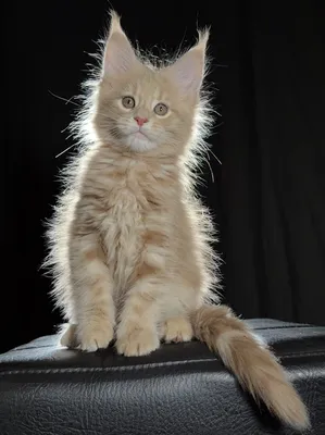 Котенок мейн-кун