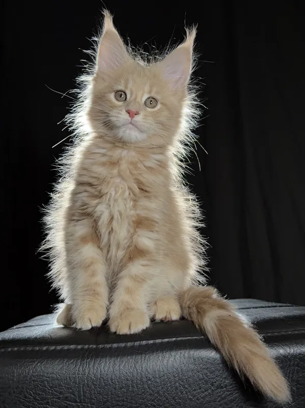 Maine Coon kitten Cream Classic Tabby MCO e 22 Girl