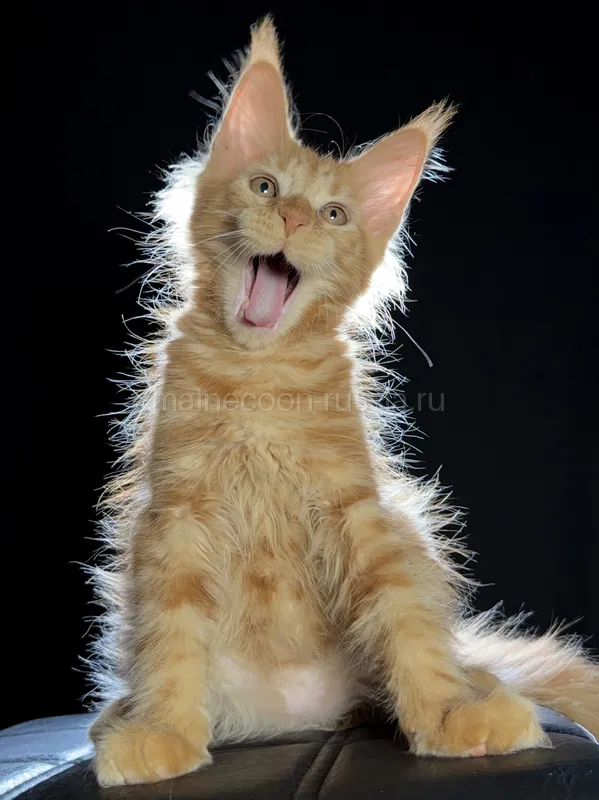 Maine Coon kitten Red MCO d Boy
