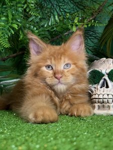 Lannister