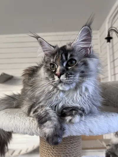 Flora — Maine Coon kitten, Tortie Silver Classic Tabby MCO fs 22