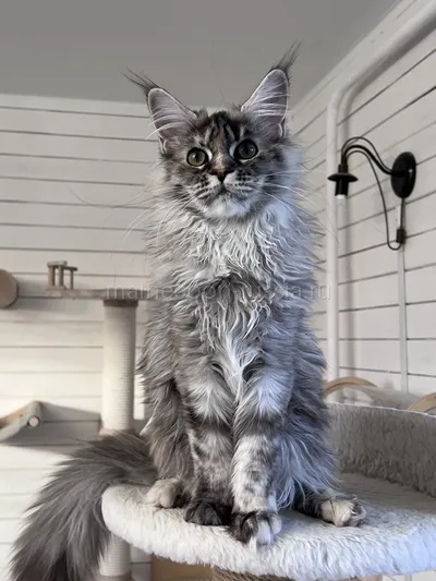 Flora — Maine Coon kitten, Tortie Silver Classic Tabby MCO fs 22
