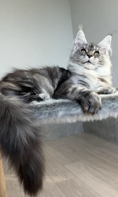 Котенок мейн-кун