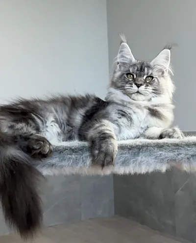 Котенок мейн-кун