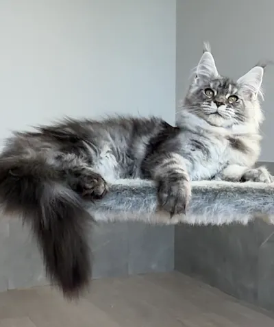 Котенок мейн-кун