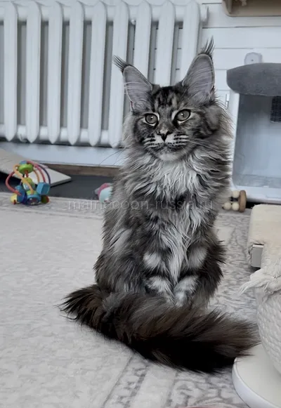 Fortune — Maine Coon kitten, Tortie Silver Classic Tabby MCO fs 22