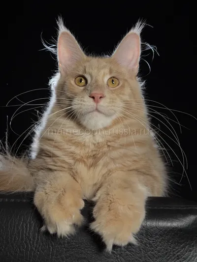 Cristofer — Котенок мейн-кун, Кремовый MCO e