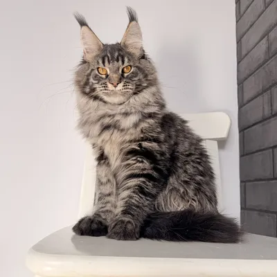 Котенок мейн-кун
