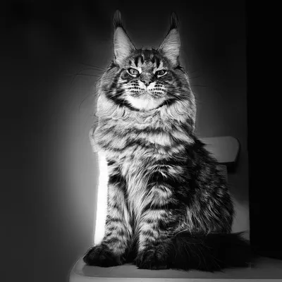 Котенок мейн-кун
