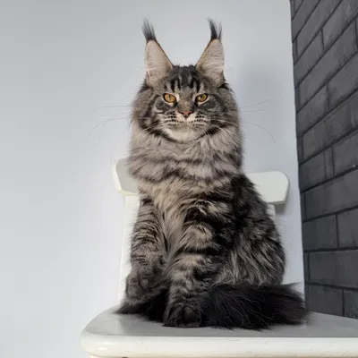 Котенок мейн-кун