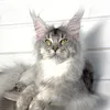 Ferdinand - фото 1