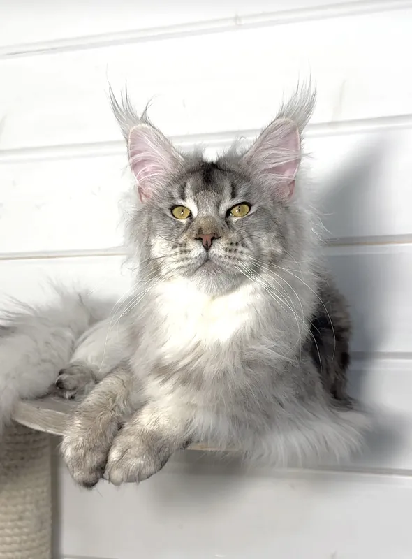 Котенок мейн-кун Черный тикированный на  серебре MCO ns 25 Мальчик