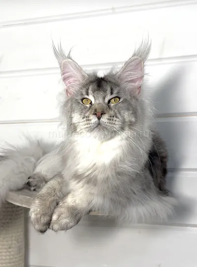 Maine Coon kitten