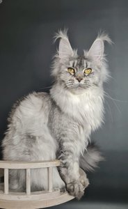 Narcissa
