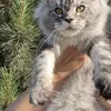 Tutsy - photo 3