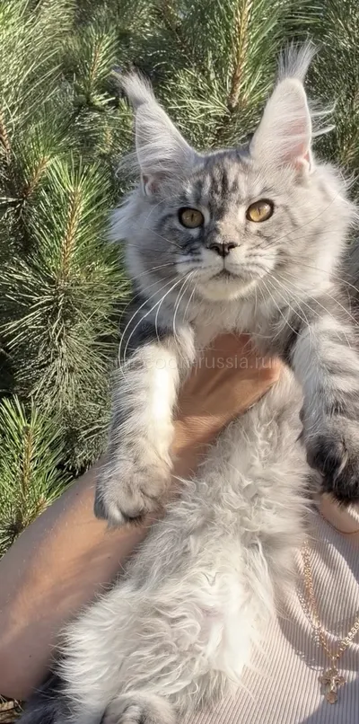 Котенок мейн-кун