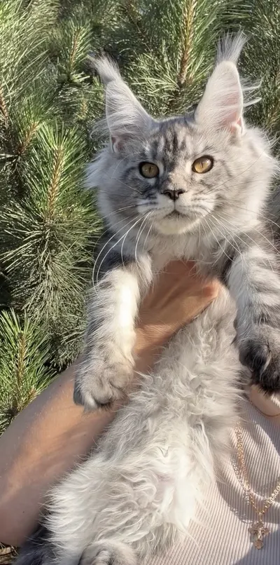 Maine Coon kitten