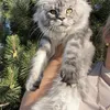 Tutsy - photo 2