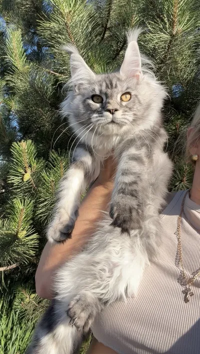 Maine Coon kitten