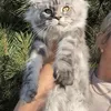 Tutsy - photo 1