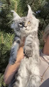 Tutsy