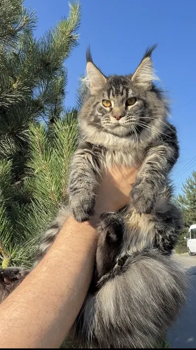 Maine Coon kitten