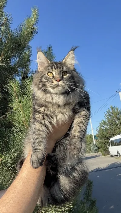 Maine Coon kitten