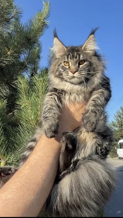 Maine Coon kitten